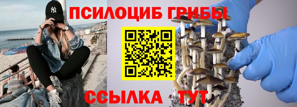 Псилоцибиновые грибы Psilocybine cubensis Вязьма